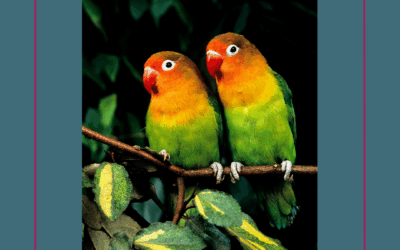 De papegaaienzaak: verzekerd verdriet